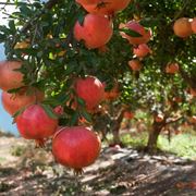 Esemplare di pianta di melograno