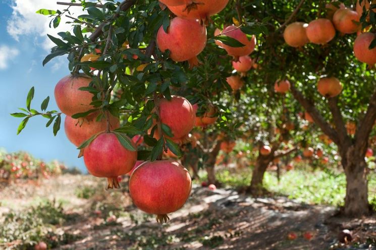 Esemplare di pianta di melograno