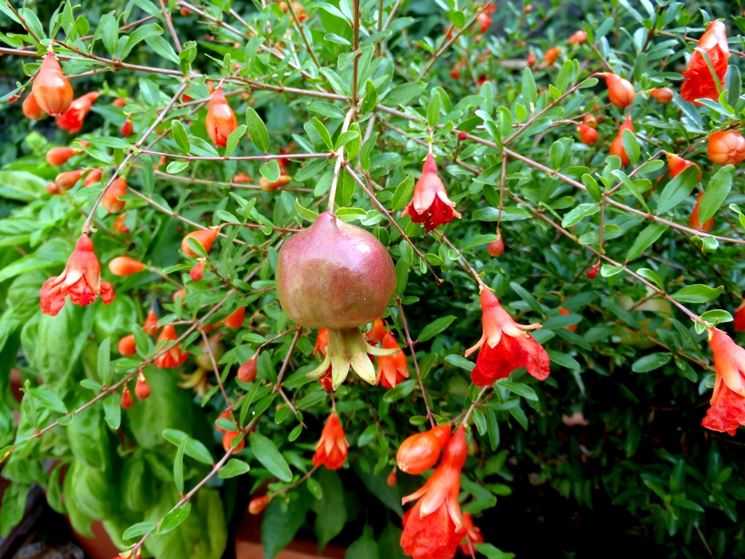 Fiori e frutti di melograno