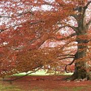 Quercia rossa in autunno