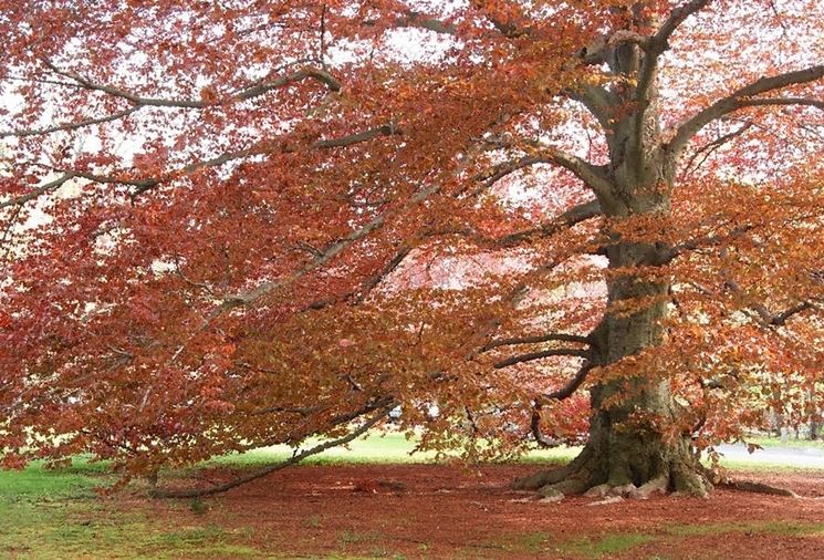 Quercia rossa in autunno