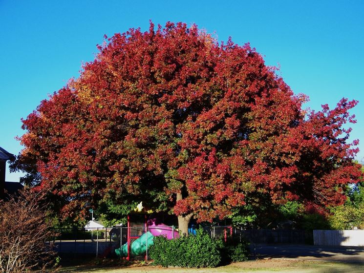 esemplare di quercia rossa