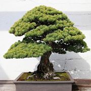 Bonsai abete