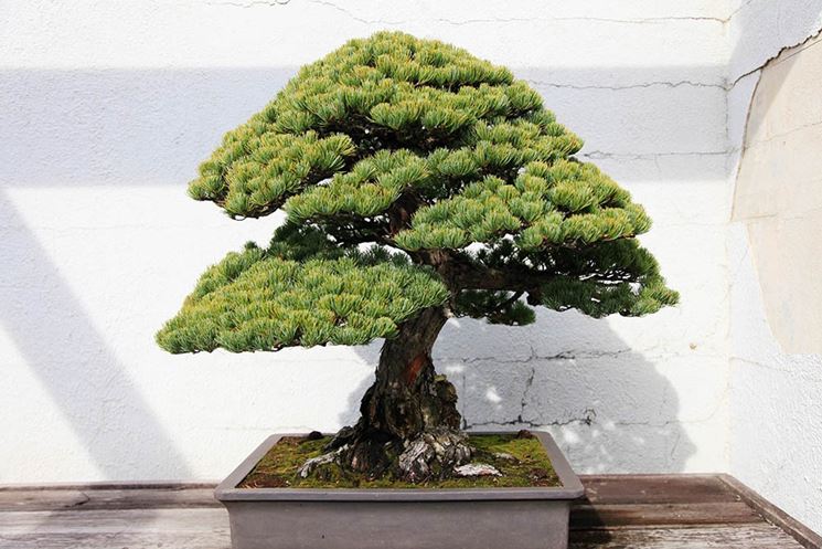 Bonsai abete