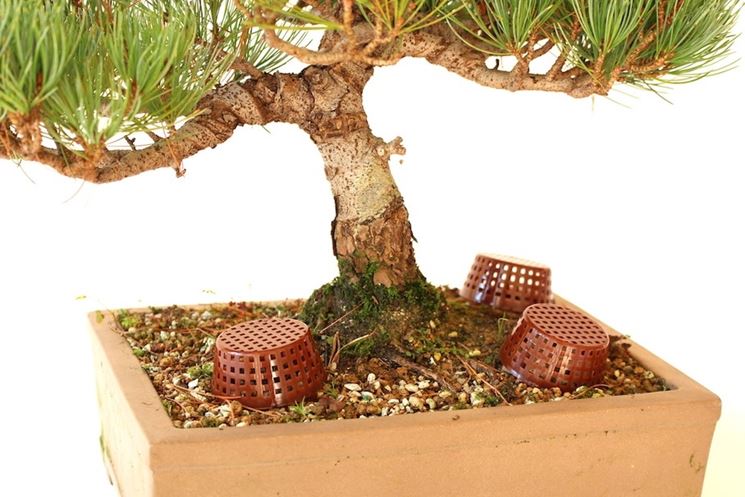 Concimazione Bonsai abete