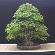 Bonsai acero palmato verde