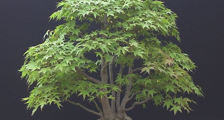 Bonsai acero palmato verde