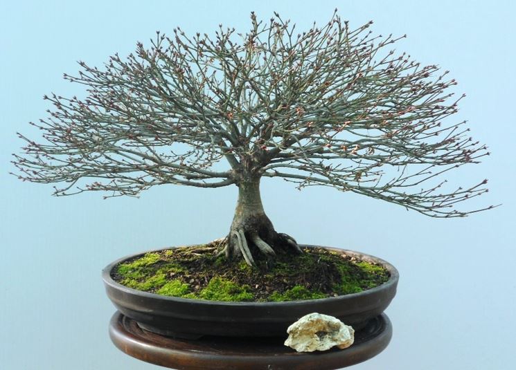 Bonsai acero palmato spoglio