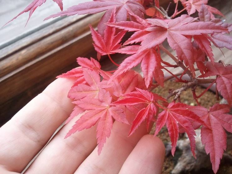 Foglie di bonsai acero rosso
