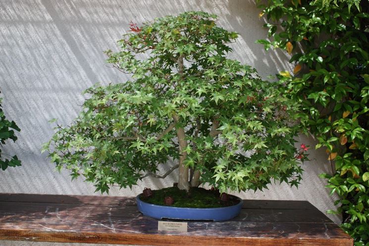 Pianta di Bonsai acero