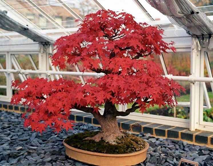 Bonsai acero giapponese