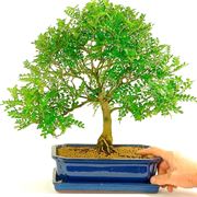 Bonsai albero del pepe