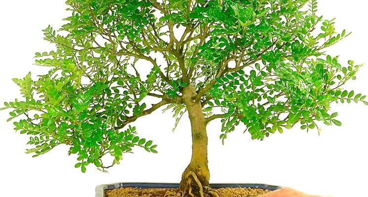 Bonsai albero del pepe