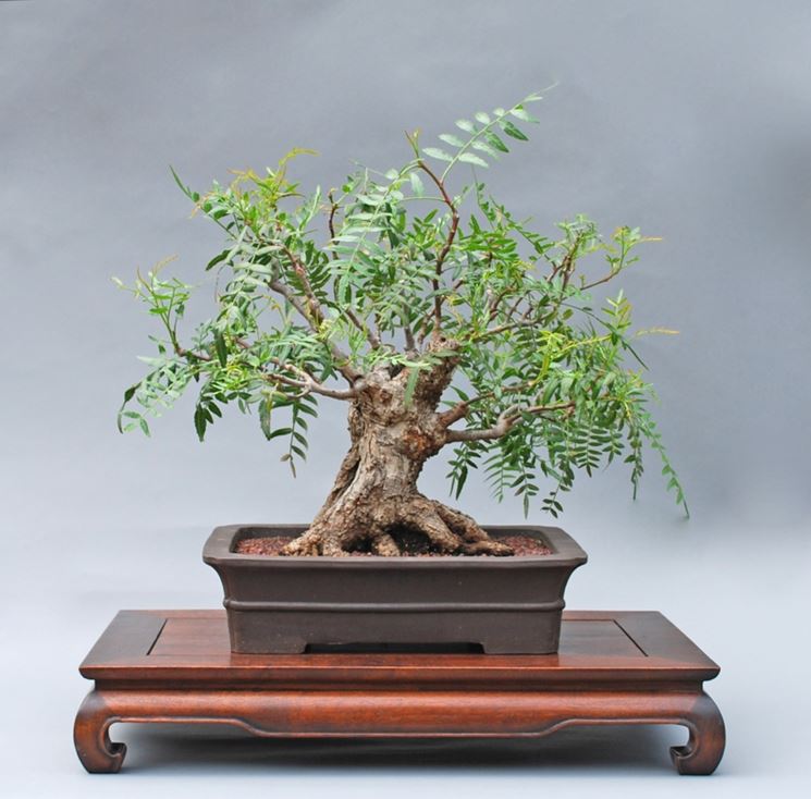 Bonsai pepe peruviano
