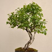 Bonsai betulla