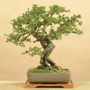 Giovane bonsai biancospino