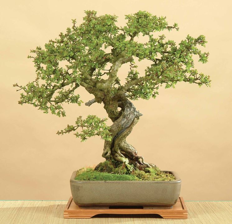 Giovane bonsai biancospino