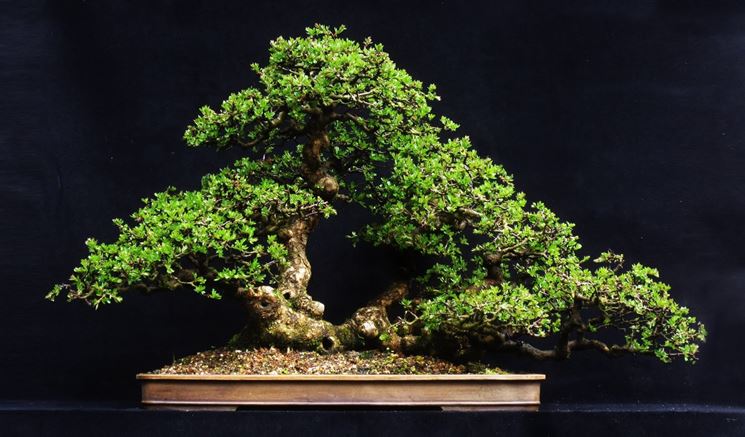 Esempio di bonsai biancospino