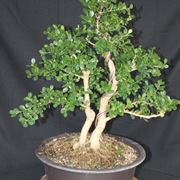 Giovane esemplare di Bonsai bosso