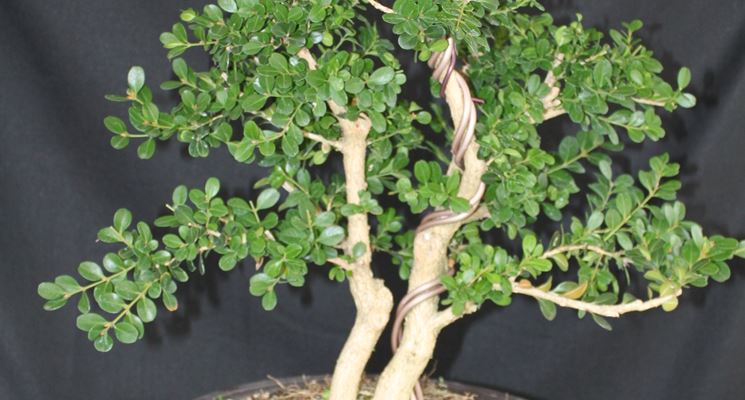 Giovane esemplare di Bonsai bosso