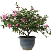 Bonsai camelia