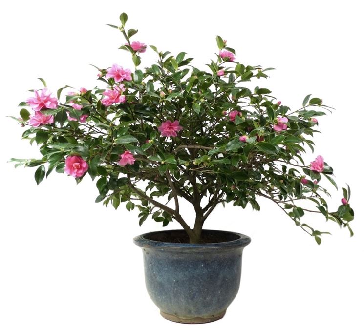 Bonsai camelia