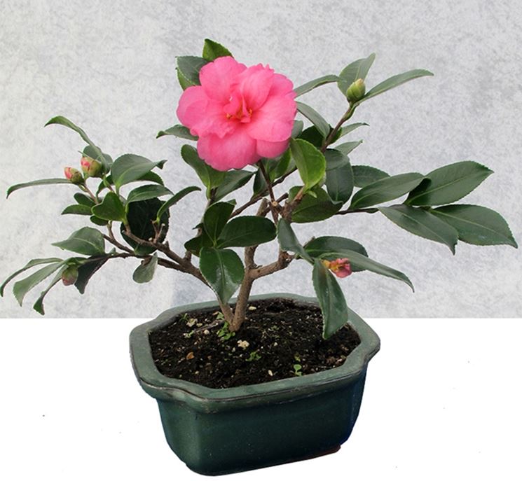 Esemplare di bonsai camelia