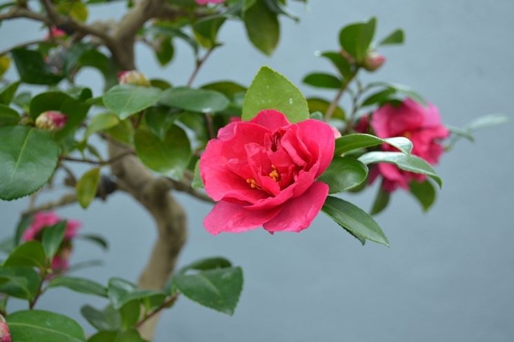 fiori camelia bonsai