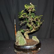 Bonsai Carmona