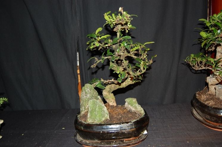 Bonsai Carmona