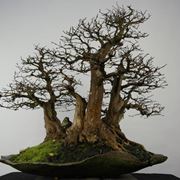 Bonsai carpino senza foglie