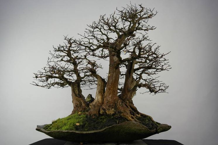 Bonsai carpino senza foglie