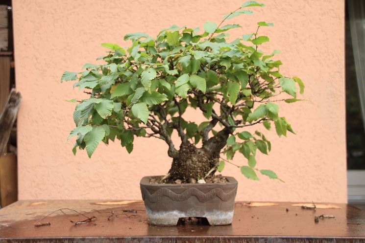 Bonsai carpino nero