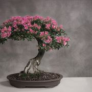 Bonsai ciliegio in fioritura