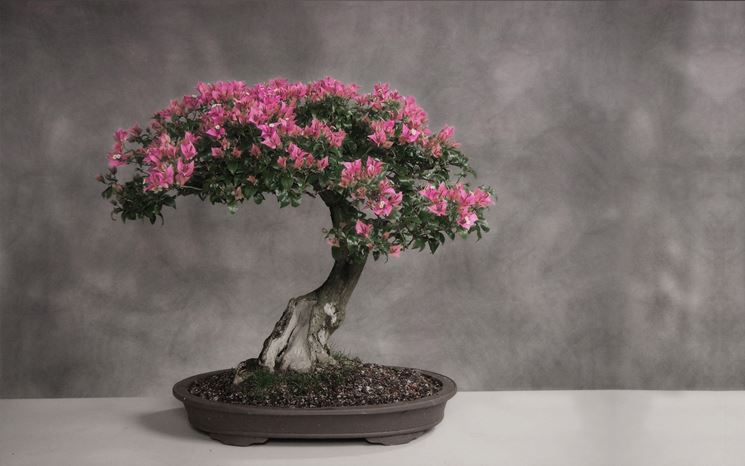 Bonsai ciliegio in fioritura