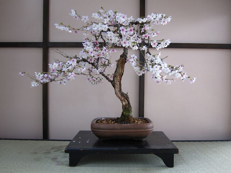 Fiori bonsai ciliegio