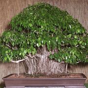 Bonsai ficus benjamin