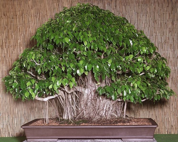 Bonsai ficus benjamin