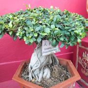 Bonsai Ficus Ginseng