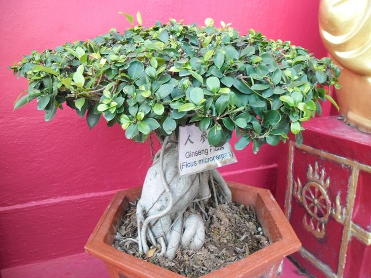 Bonsai Ficus Ginseng