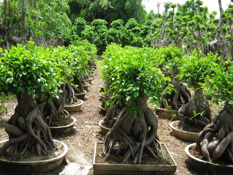 Particolare delle radici del Ficus