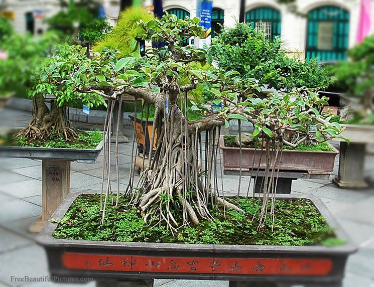 Un vecchio Bonsai Ficus