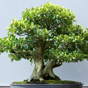 Bonsai ficus microcarpa