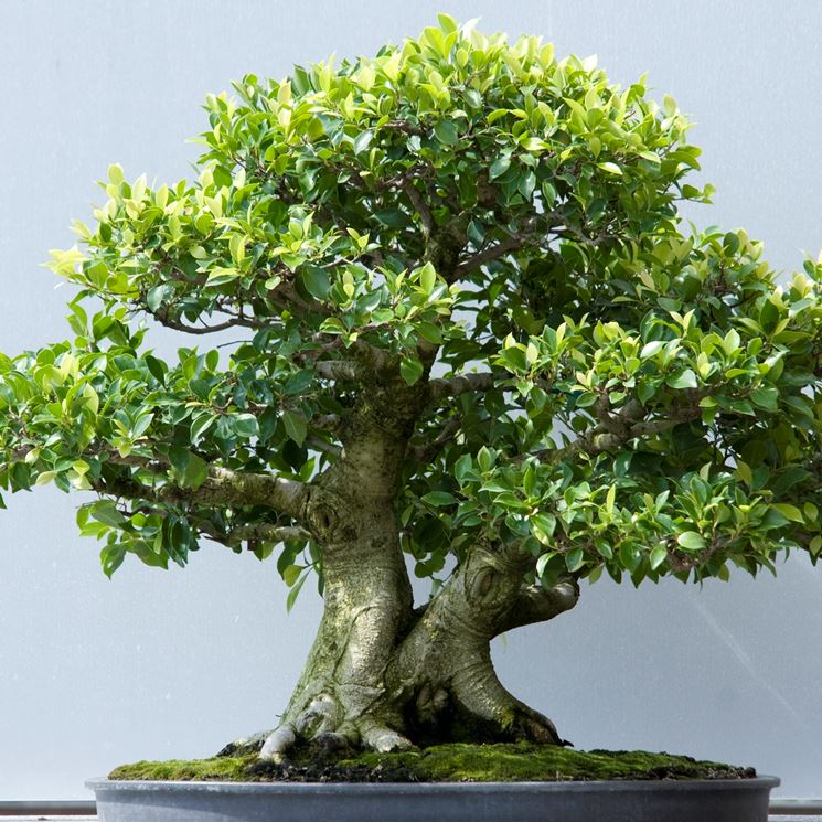 Bonsai ficus microcarpa