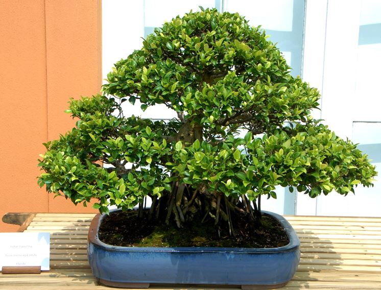 Splendido bonsai ficus microcarpa