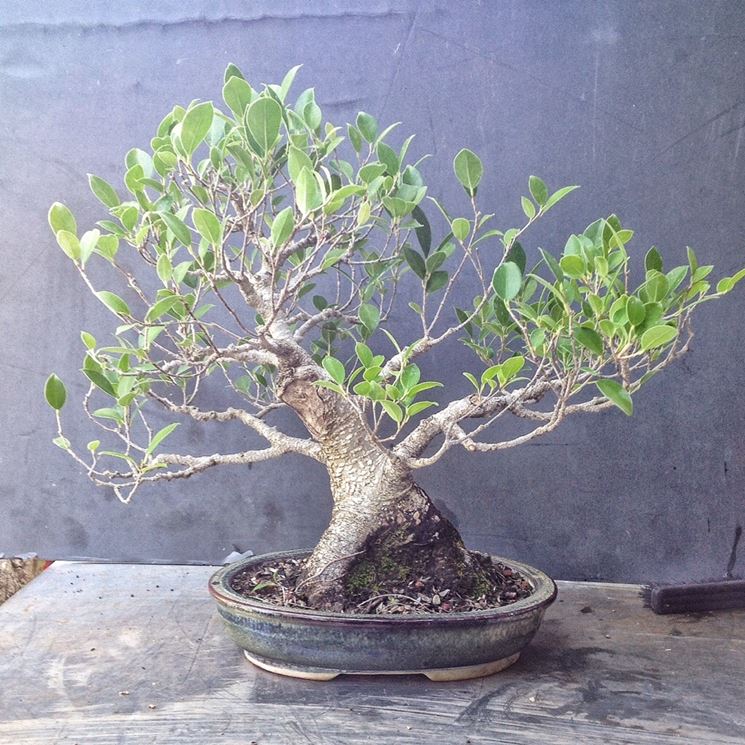 pianta bonsai ficus microcarpa