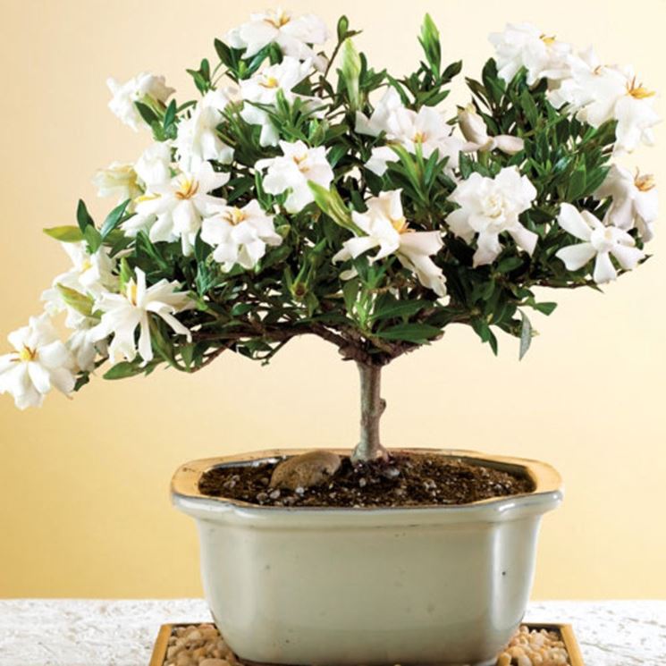 Fiori bonsai gardenia