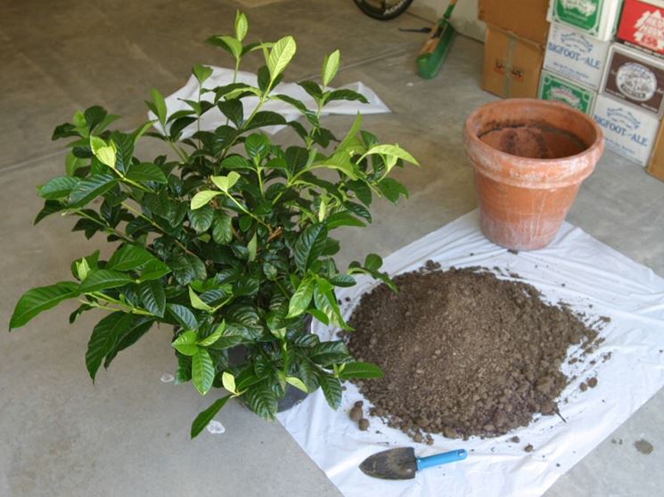 Rinvaso bonsai gardenia