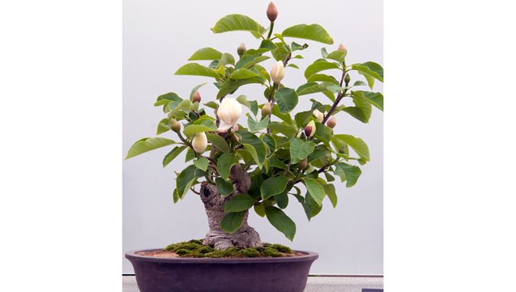 Potatura bonsai