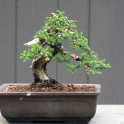 Bonsai in vaso